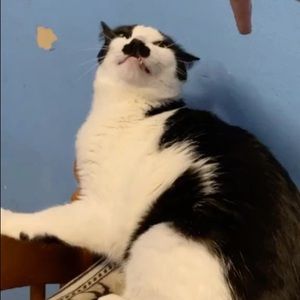 Meet your Posher, George